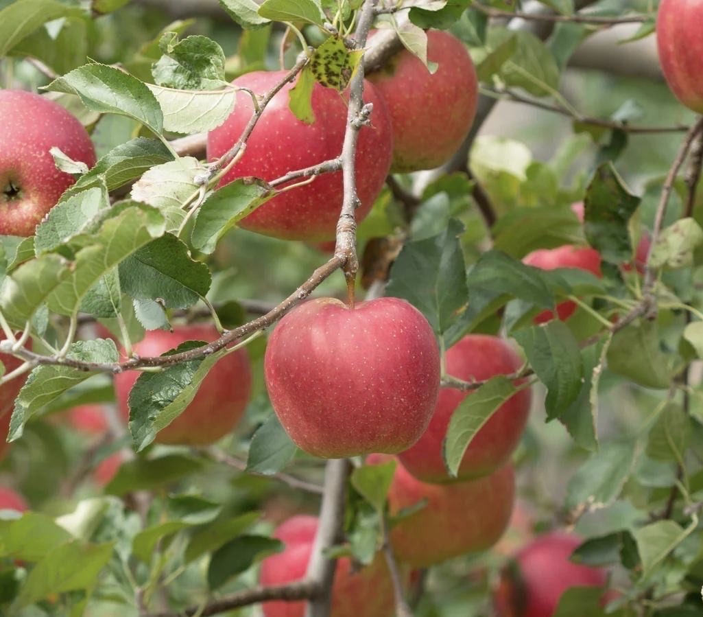 苹果枝头红苹果特写 apple branches closeup