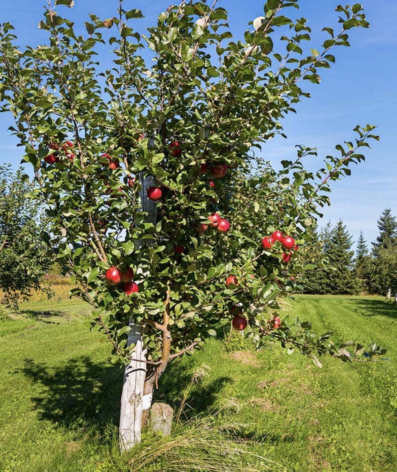 纽约上州苹果树全景 apple tree orchard Upstate NY