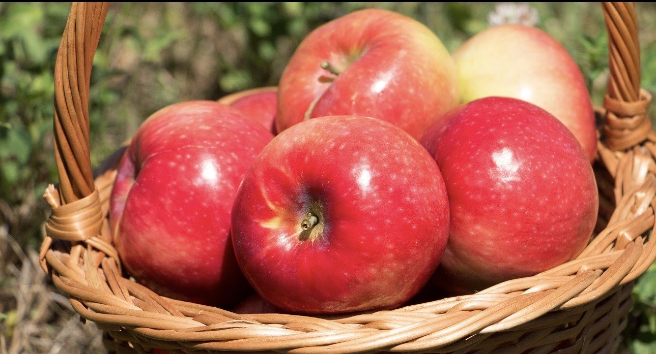 竹篮中的新鲜苹果 fresh apples in wicker basket