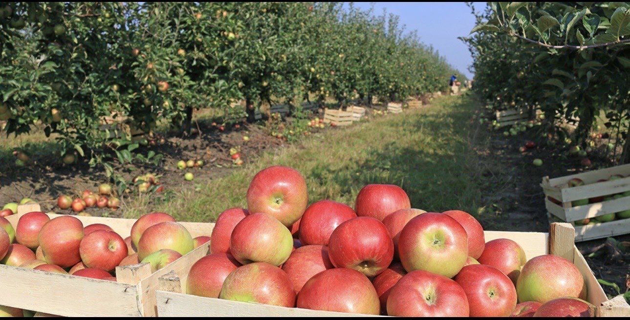 纽约上州果园采收新鲜苹果 Upstate NY apple orchard harvest